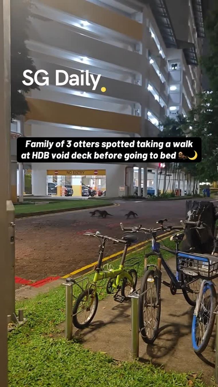 Family of three otters spotted walking through HDB void deck