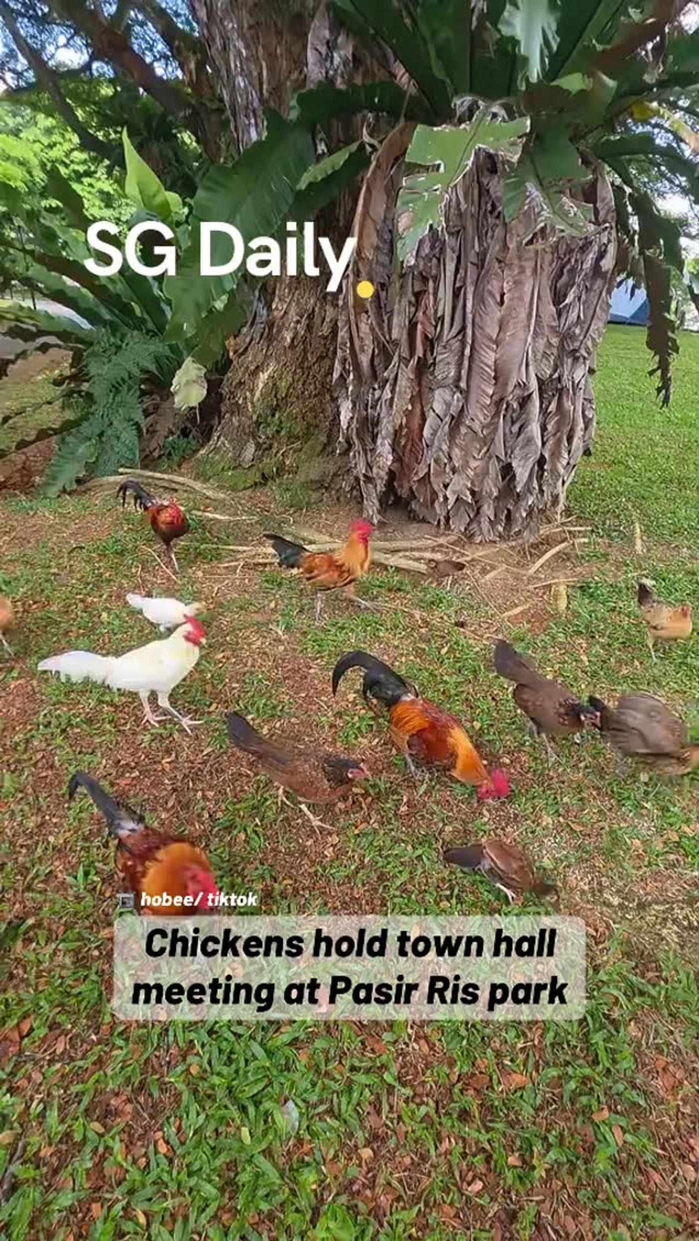 Chickens hold town hall meeting at Pasir Ris park
