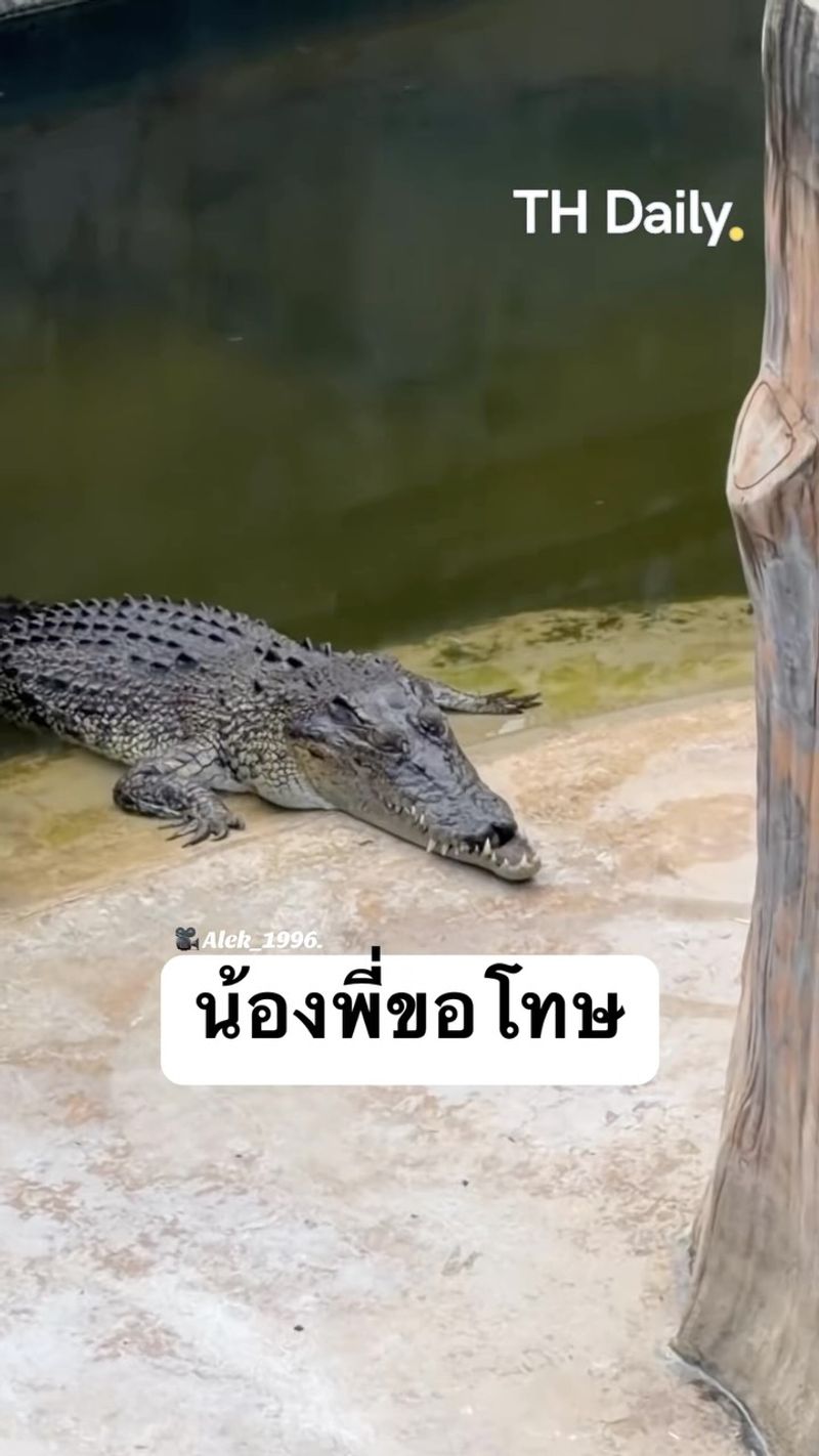 Crocodile's poolside stare gets a playful apology