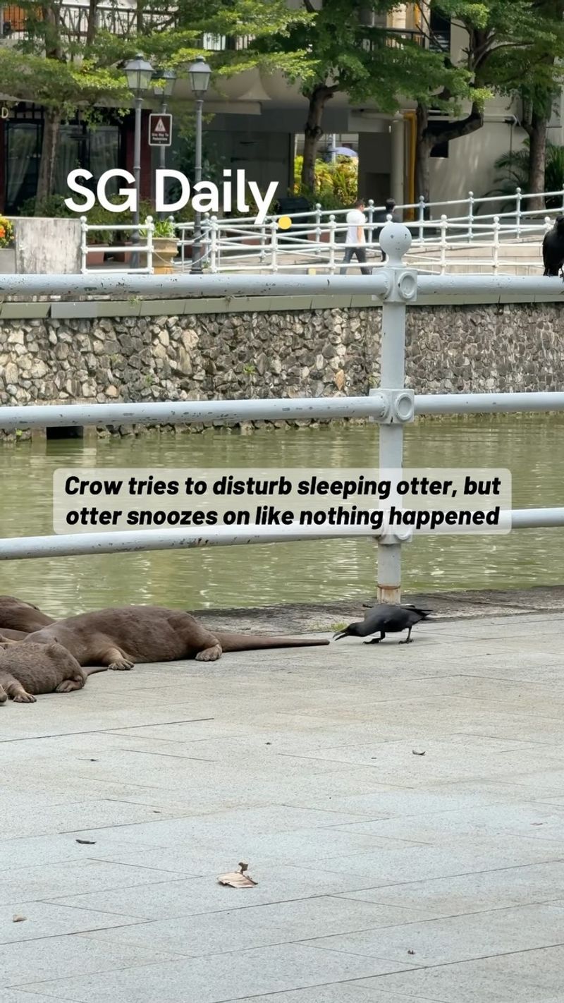 Crow tries to disturb sleeping otter, but otter snoozes on like nothing happened