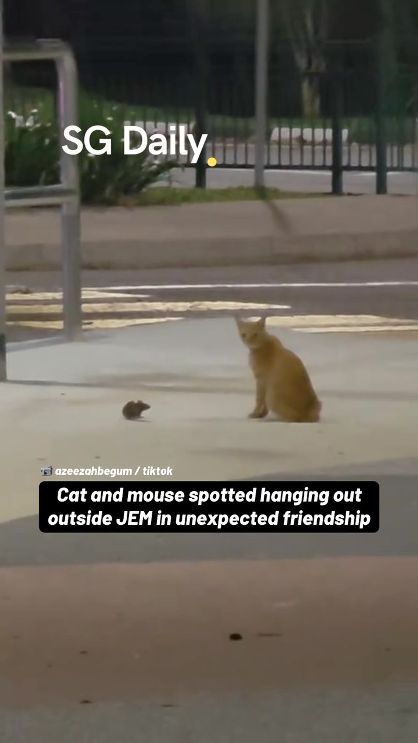 Cat and mouse spotted hanging out outside JEM in unexpected friendship