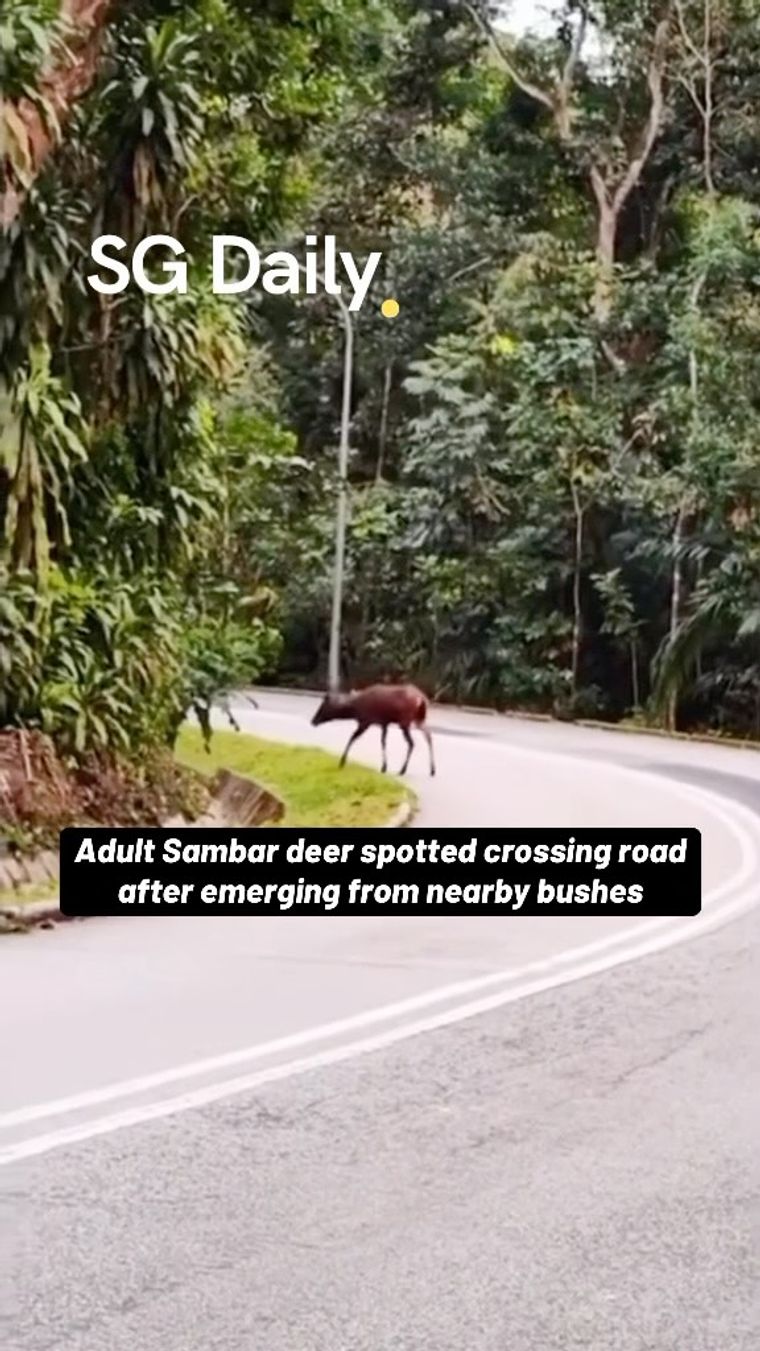 Adult Sambar deer spotted crossing road after emerging from nearby bushes