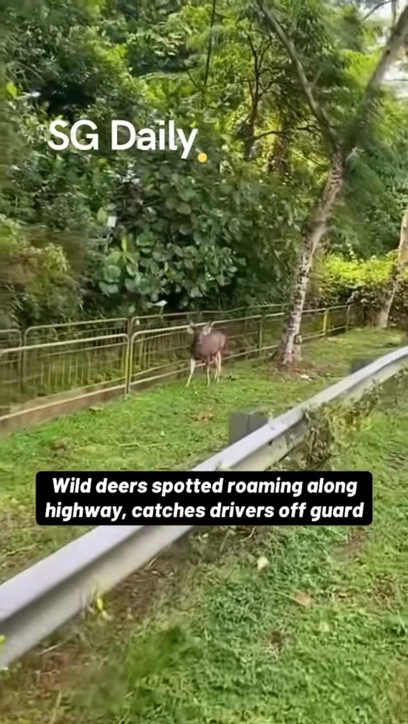 Wild deer spotted roaming beside a highway