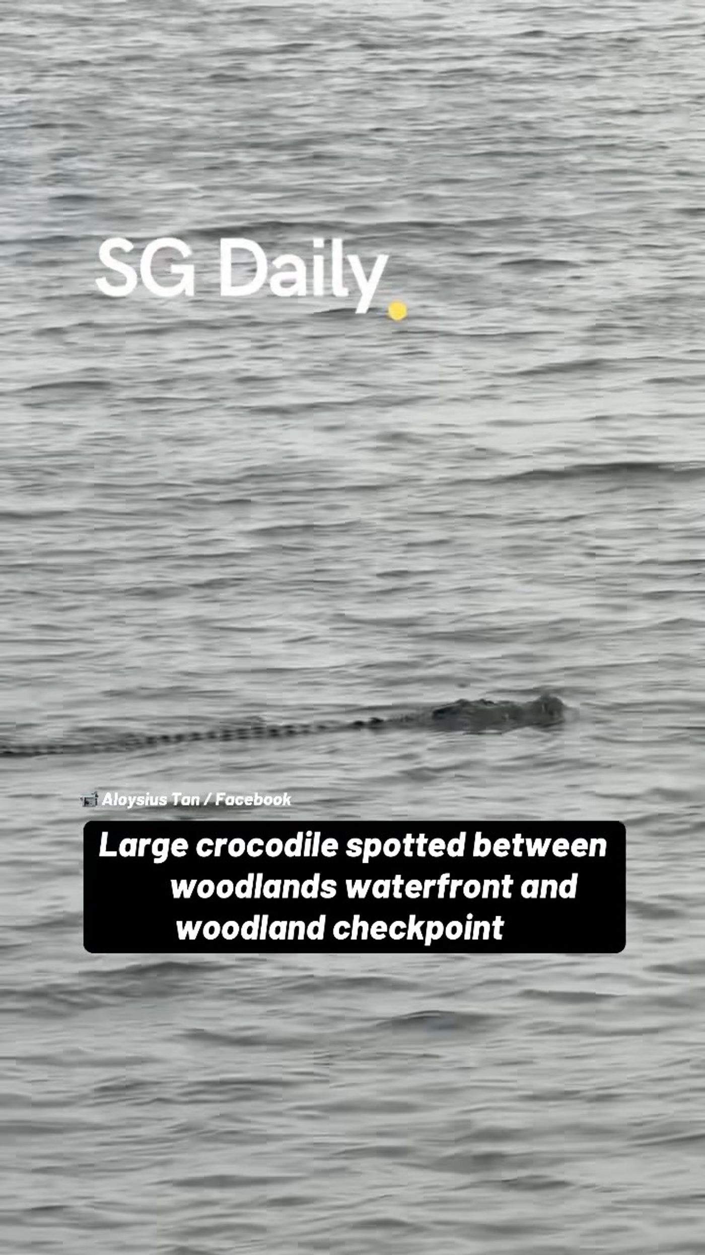 Large crocodile spotted between Woodlands Waterfront and Woodland Checkpoint