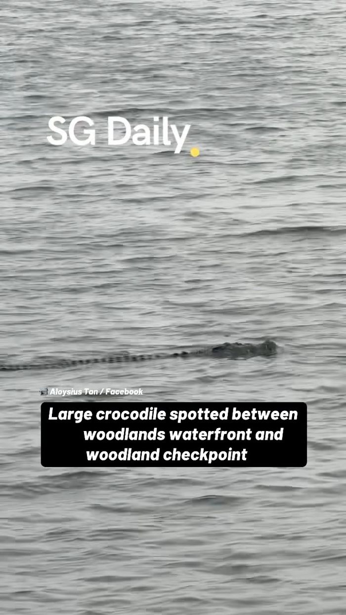Large crocodile spotted between Woodlands Waterfront and Woodland Checkpoint