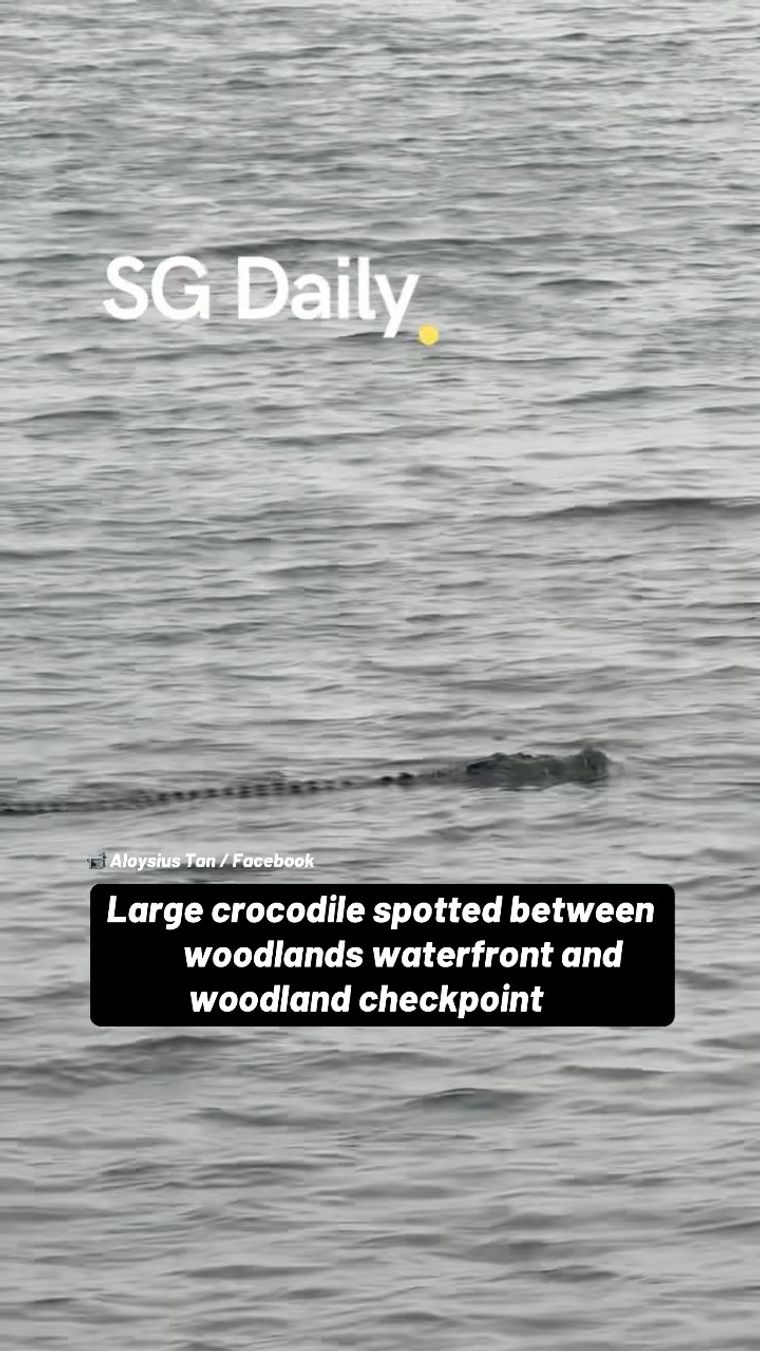 Large crocodile spotted between Woodlands Waterfront and Woodland Checkpoint
