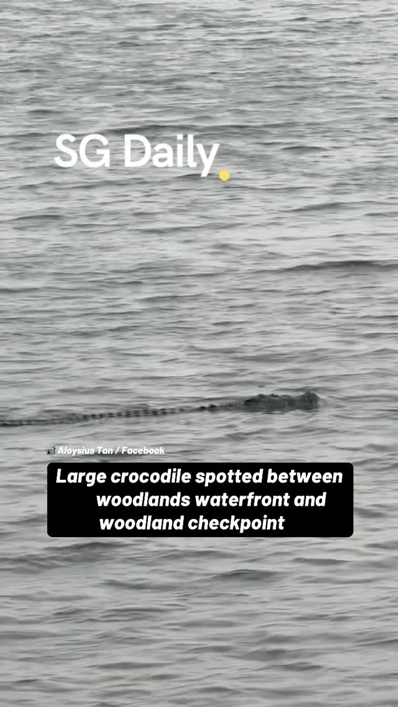 Large crocodile spotted between Woodlands Waterfront and Woodland Checkpoint