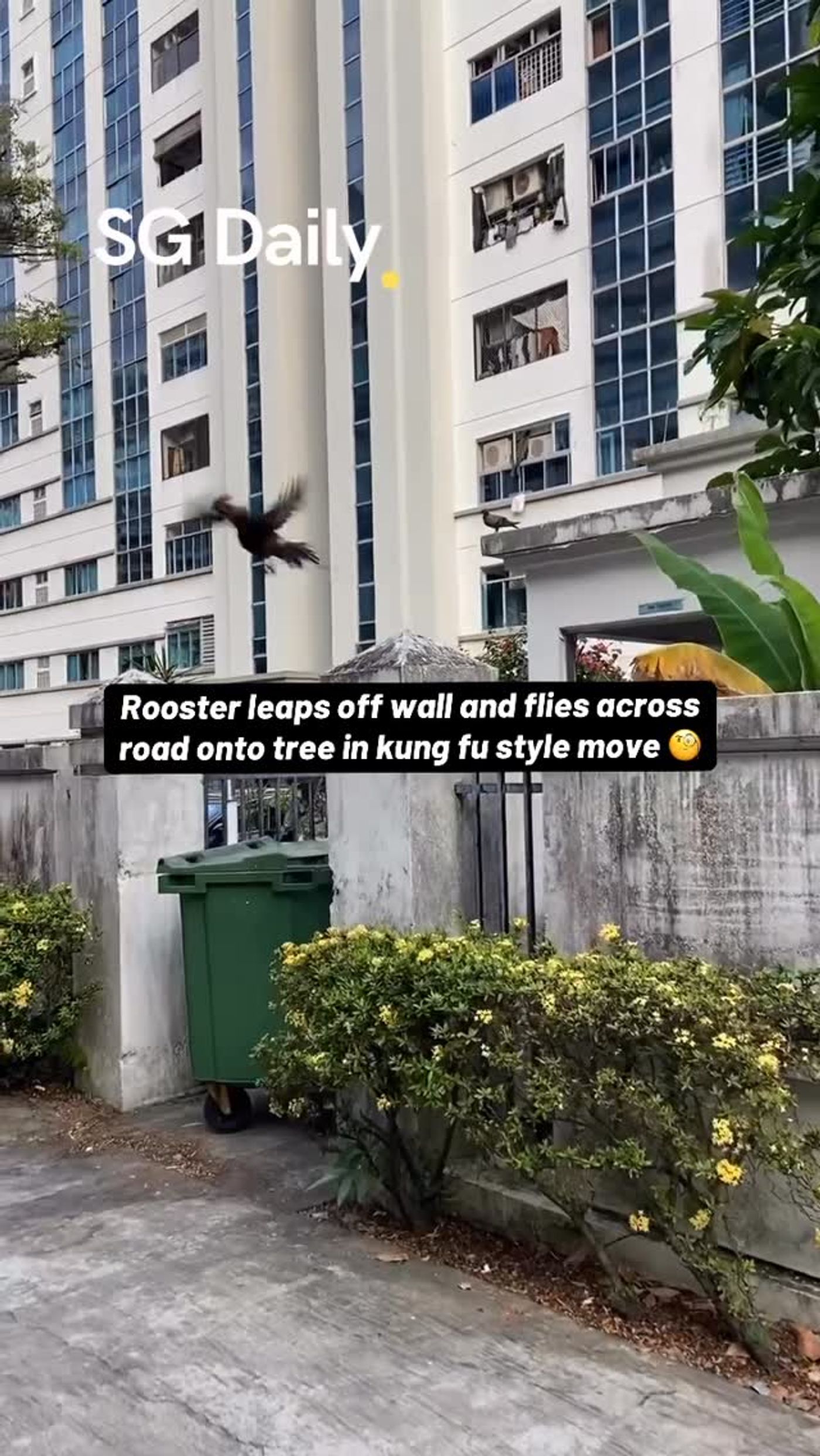 Rooster leaps off wall and flies across road onto tree