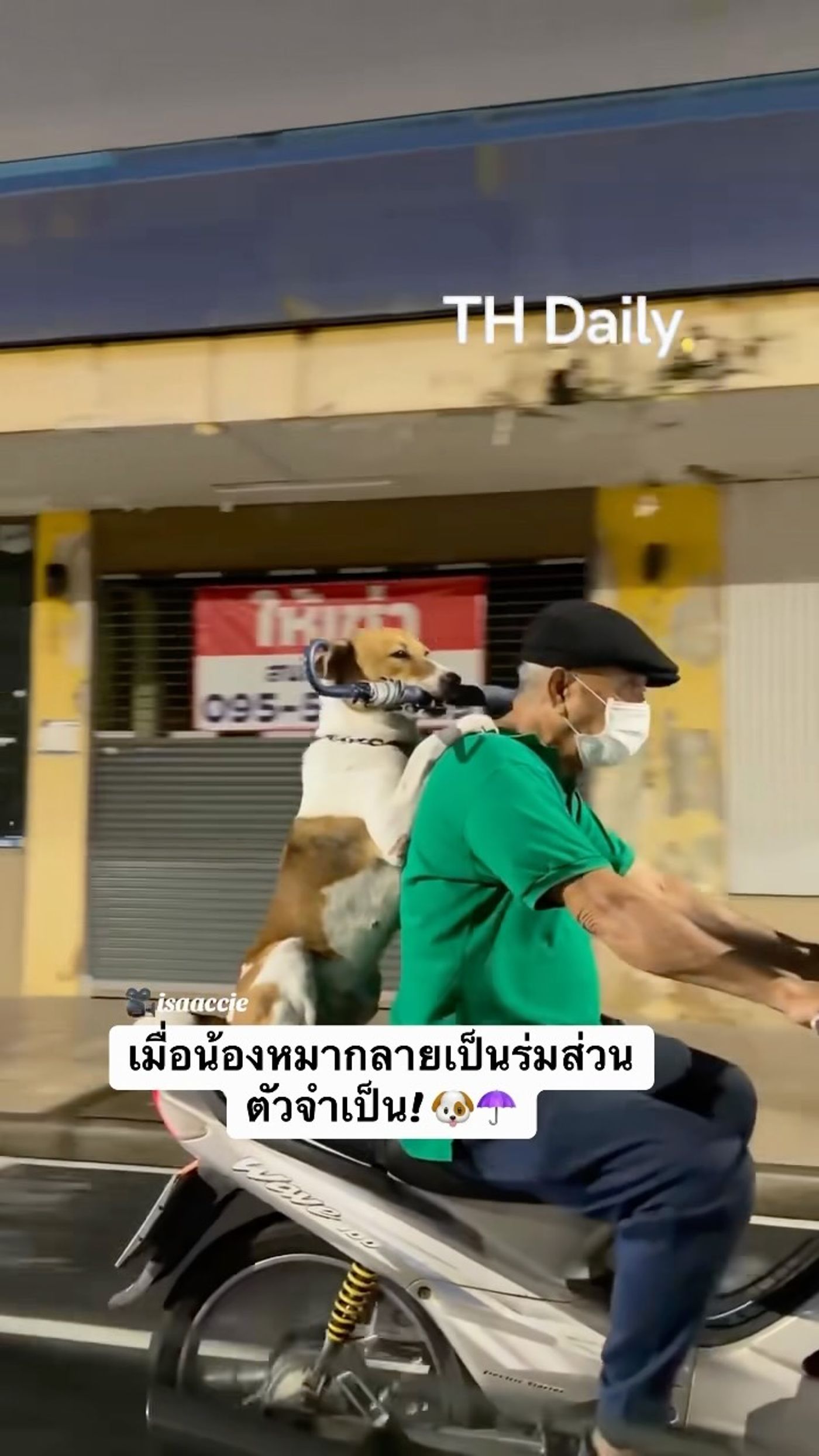 Dog holds umbrella while riding behind motorcyclist