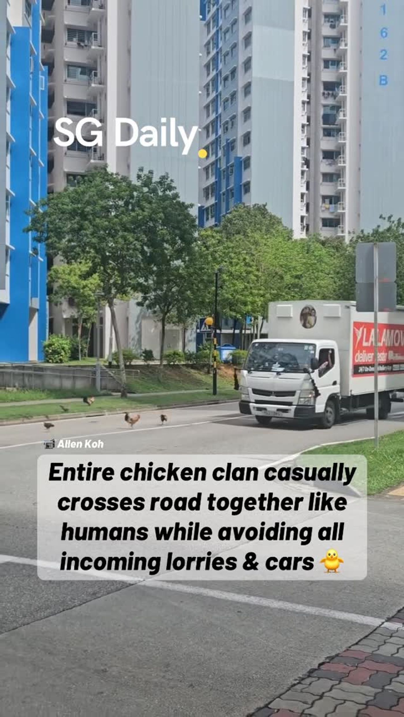 Entire chicken clan crosses road together while avoiding traffic