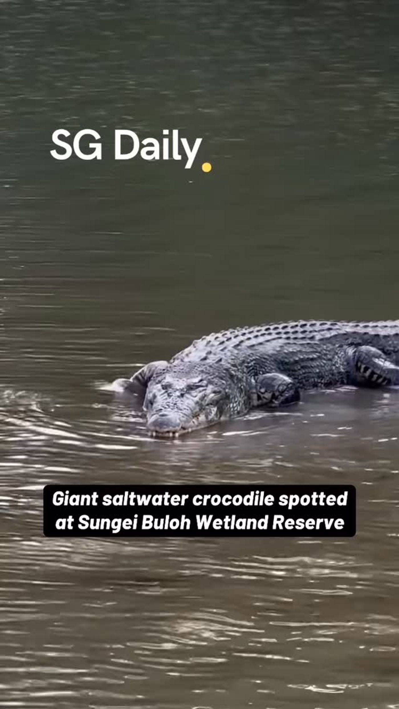 Giant saltwater crocodile spotted at Sungei Buloh Wetland Reserve