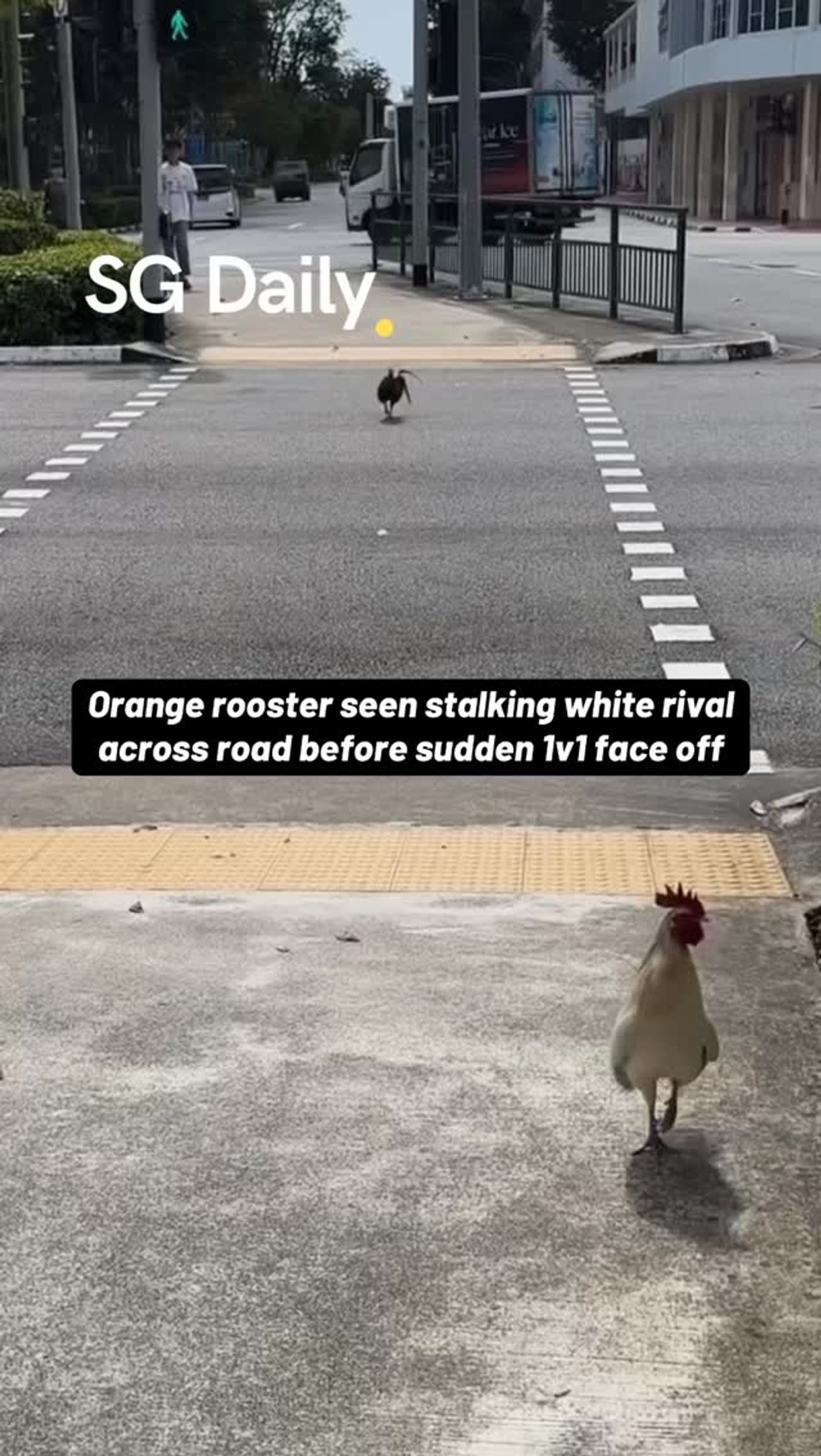 Orange rooster follows rival into roadside face-off