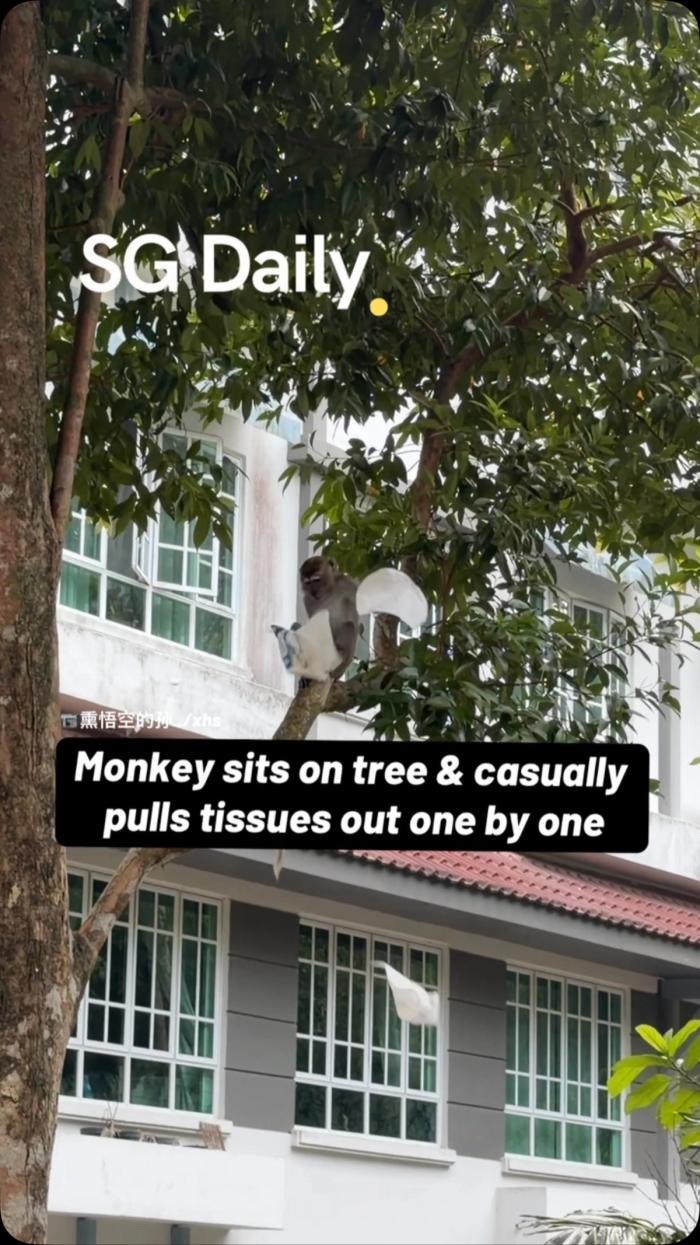 Monkey Sits on Tree and Casually Pulls Tissues Out One by One