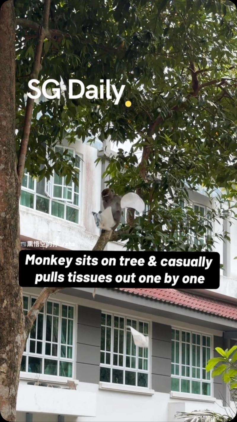 Monkey Sits on Tree and Casually Pulls Tissues Out One by One