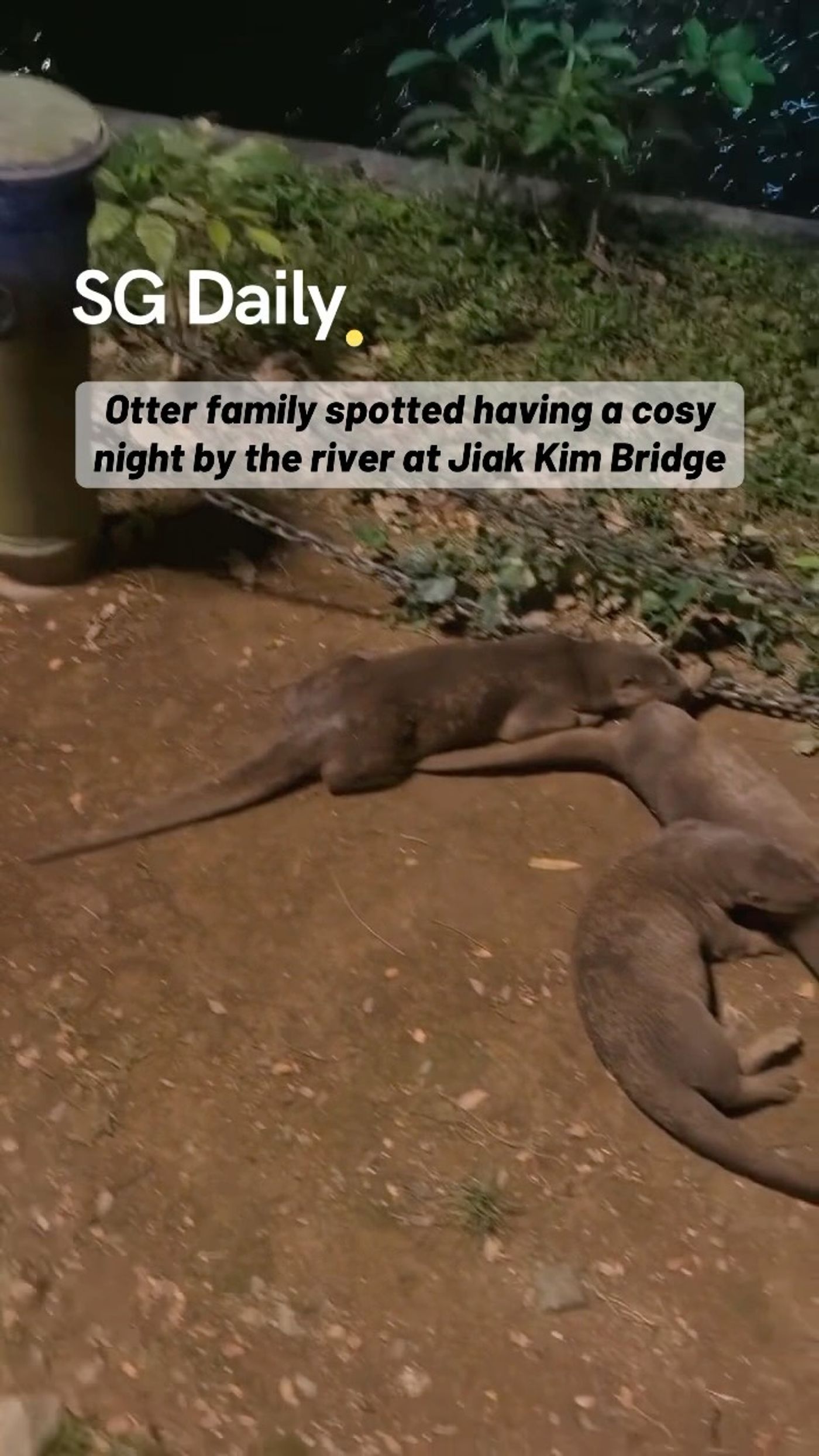 Otter family spotted at Jiak Kim Bridge
