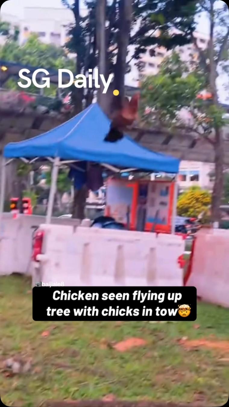 Chicken seen flying up tree with chicks in tow