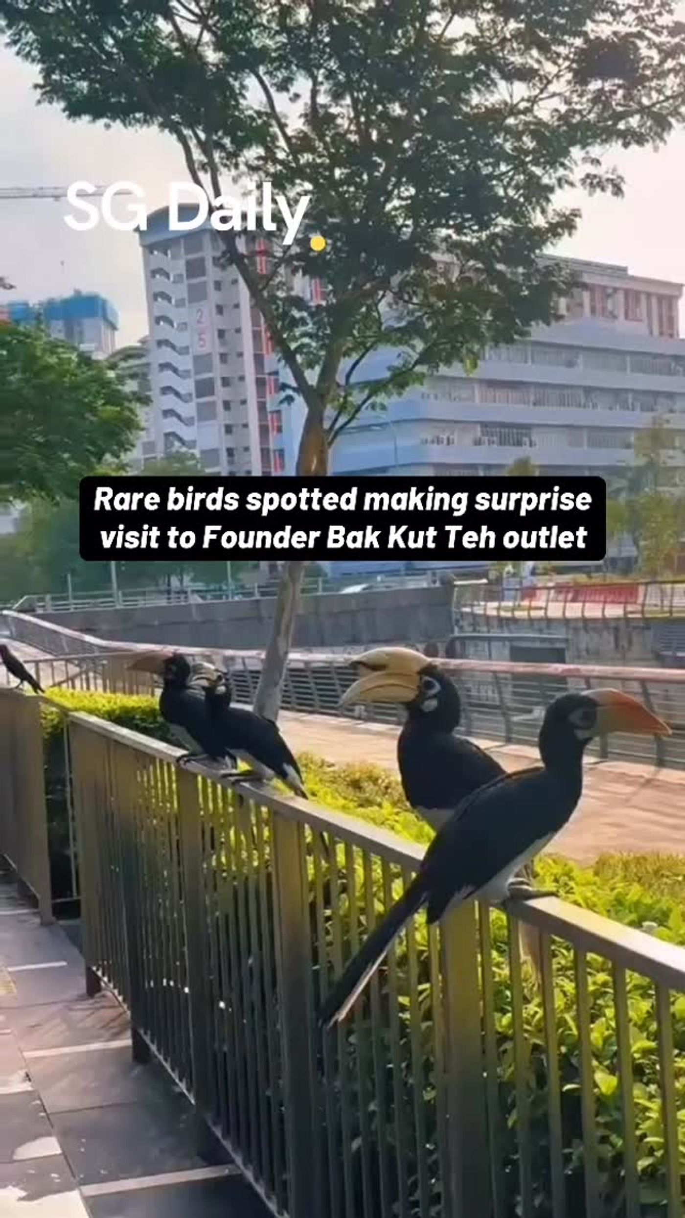 Rare birds make surprise visit to Founder Bak Kut Teh outlet