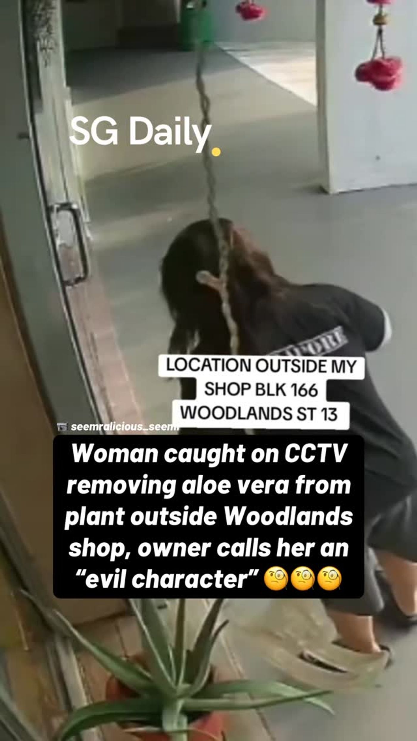 Woman seen cutting aloe vera leaves outside Woodlands shop