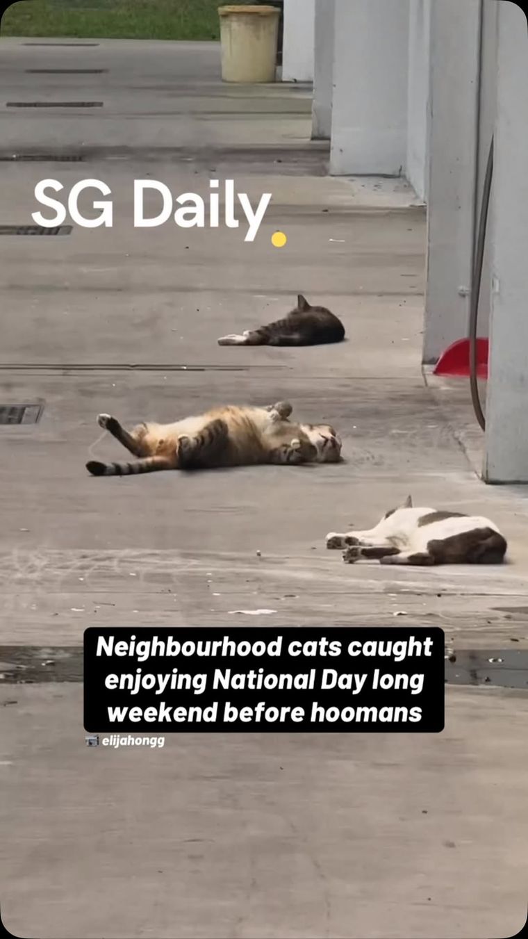 Neighbourhood cats caught enjoying National Day long weekend before hoomans