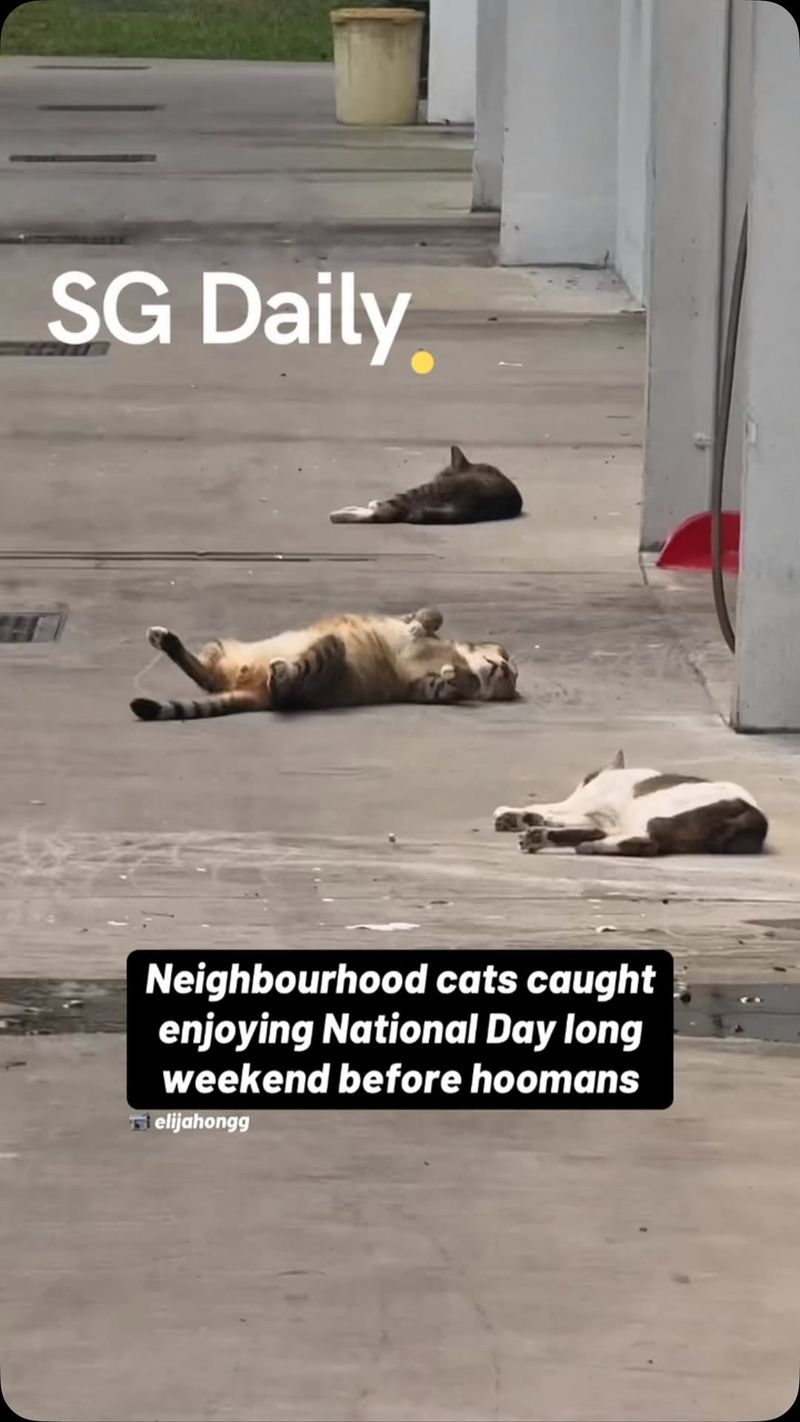 Neighbourhood cats caught enjoying National Day long weekend before hoomans