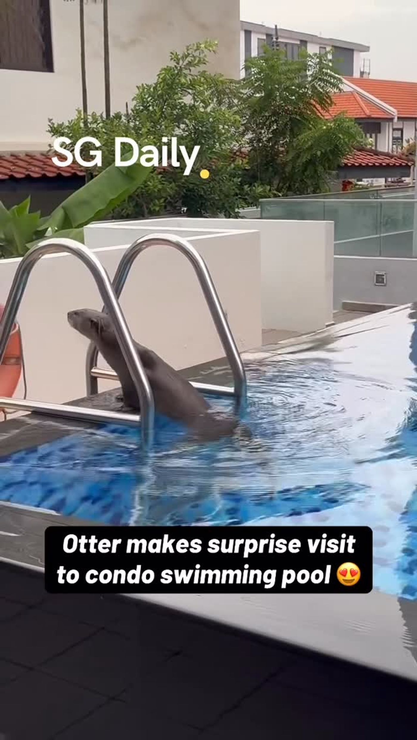 Otter makes surprise visit to condo swimming pool