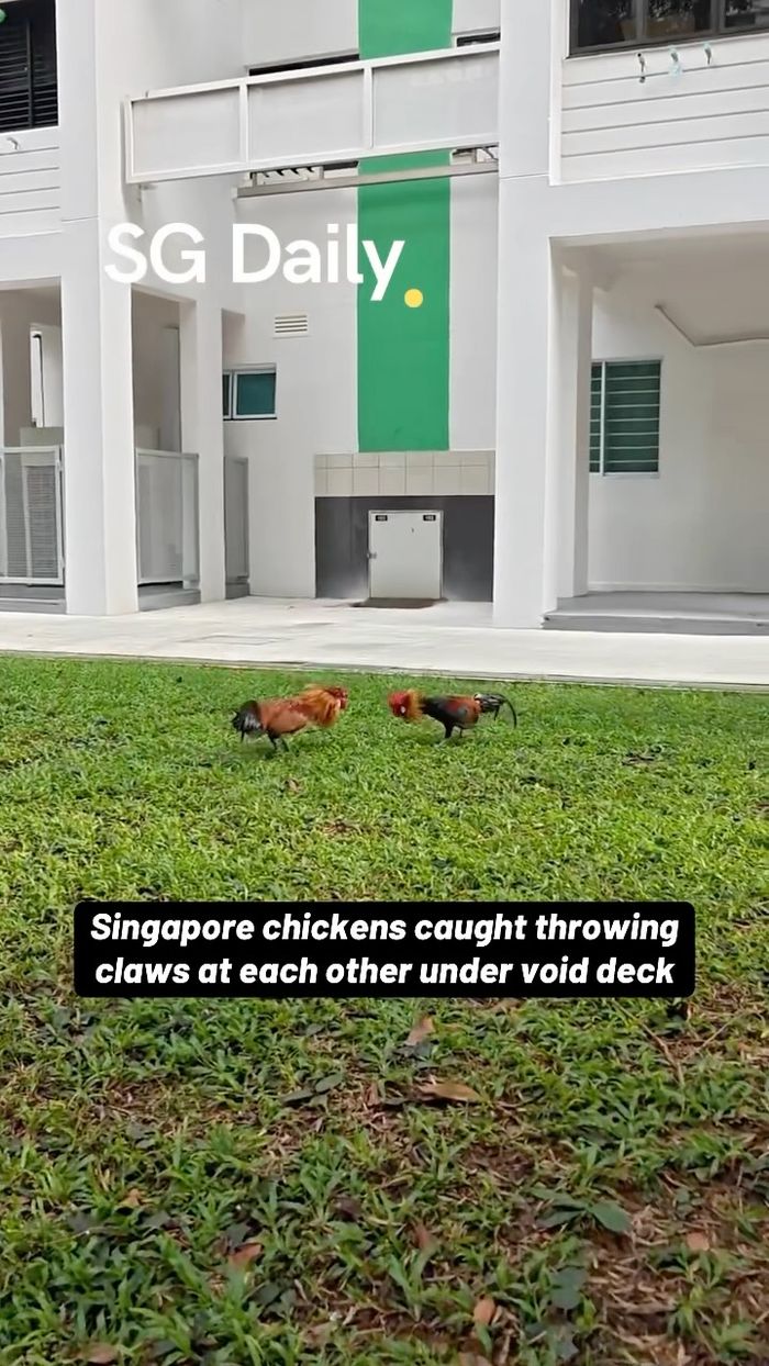 Singapore chickens caught throwing claws at each other under void deck