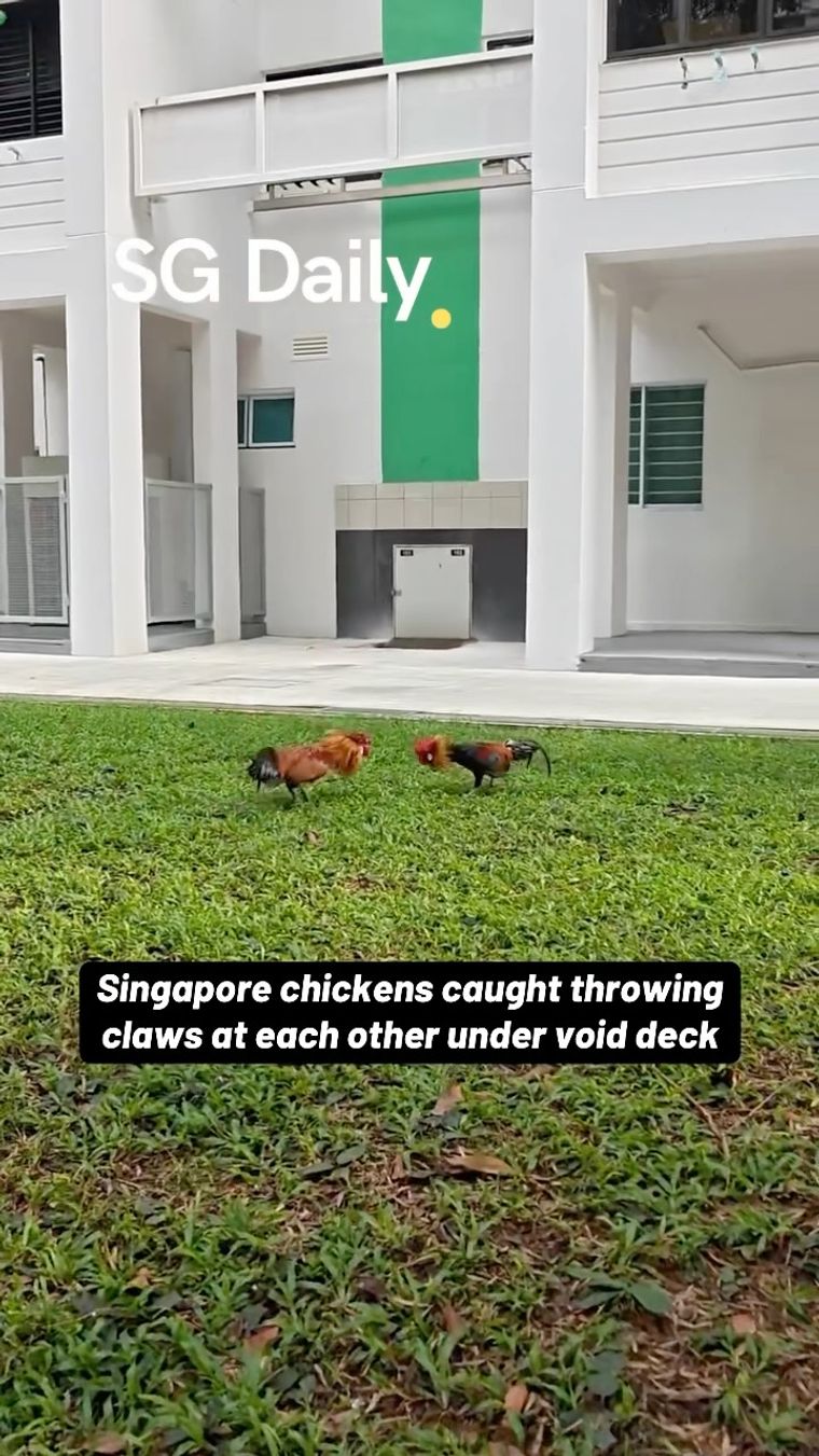 Singapore chickens caught throwing claws at each other under void deck
