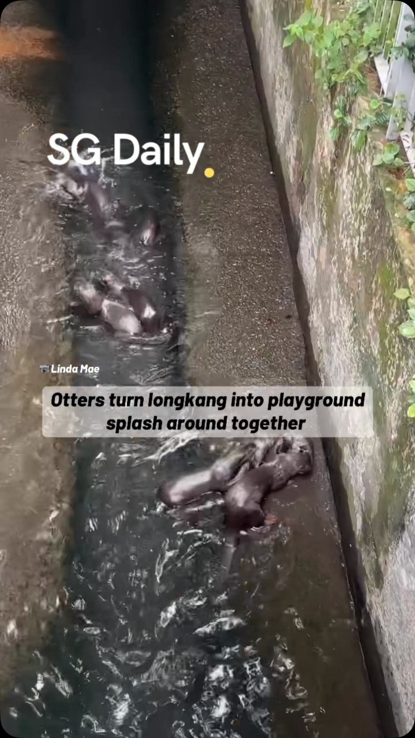 Otters turn longkang into playground, splash around together