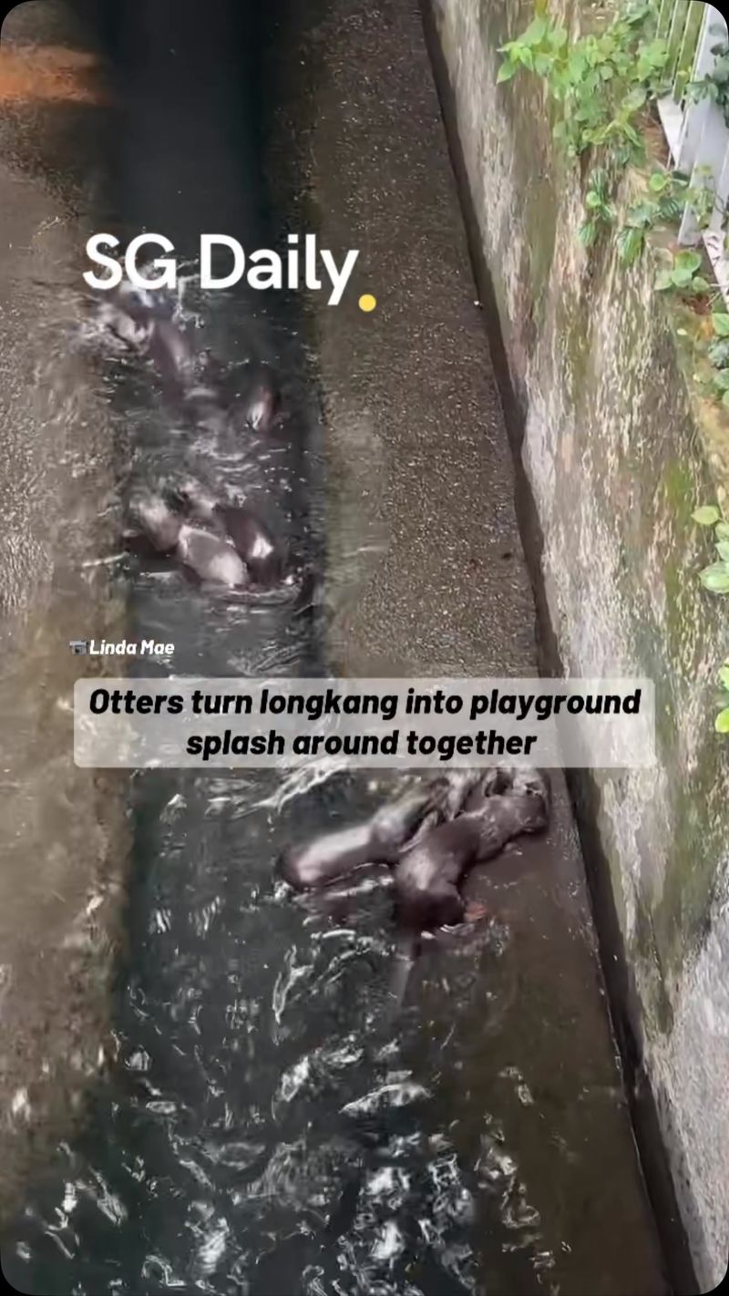 Otters turn longkang into playground, splash around together