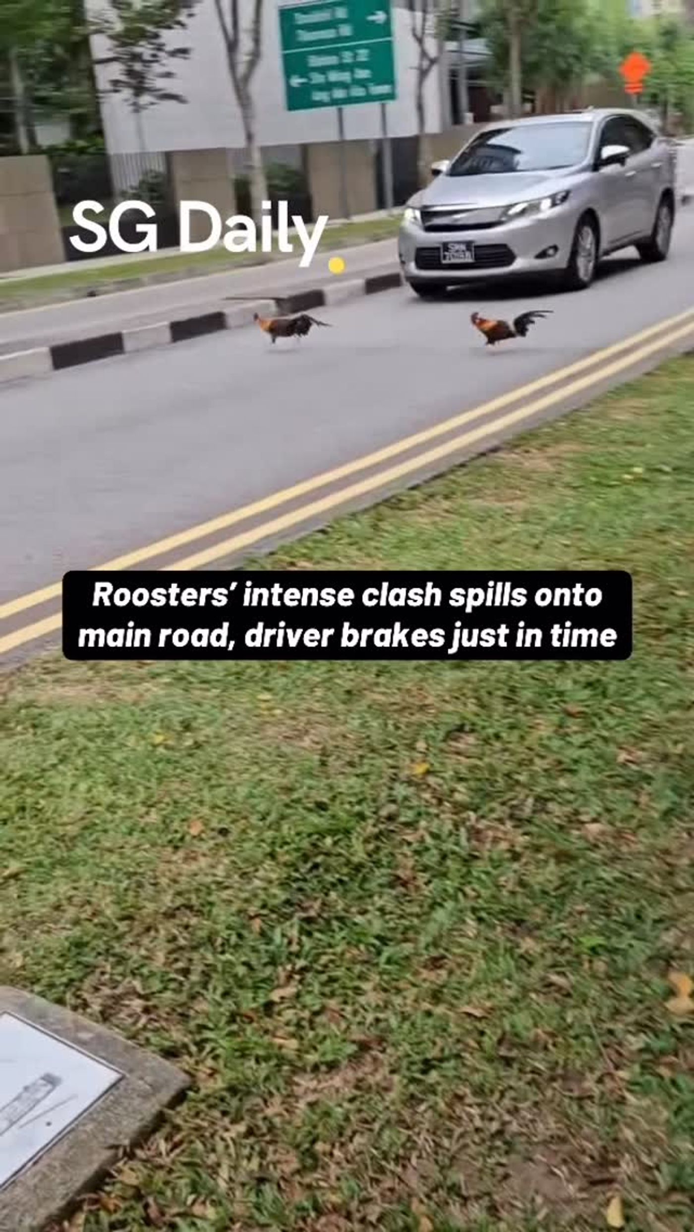 Roosters' clash spills onto main road, driver brakes just in time
