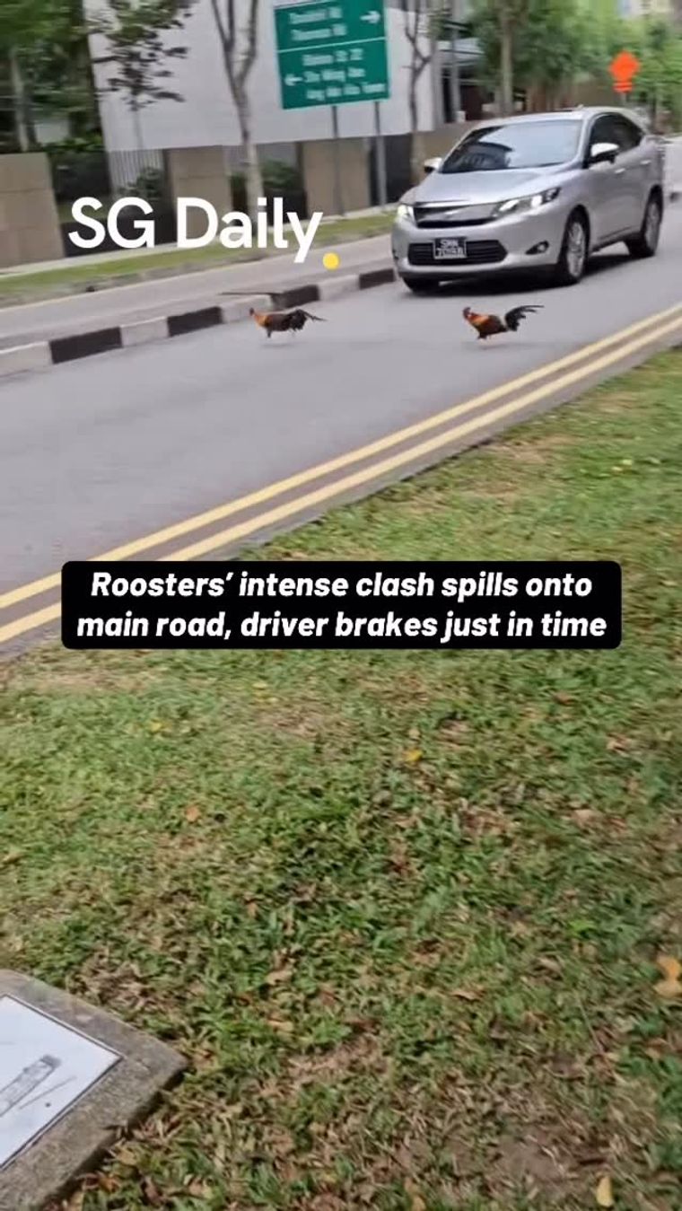 Roosters' clash spills onto main road, driver brakes just in time