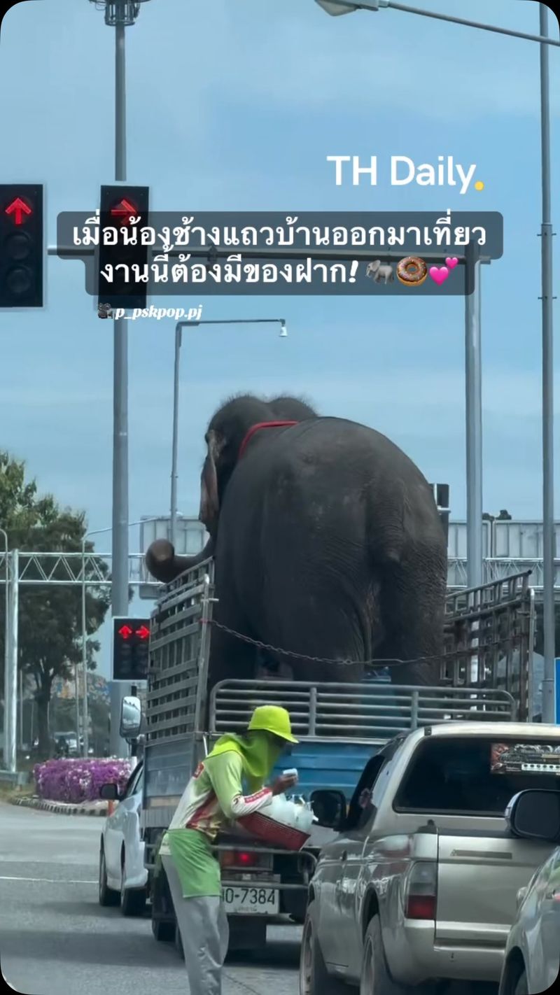 Elephant offered food while riding in a truck