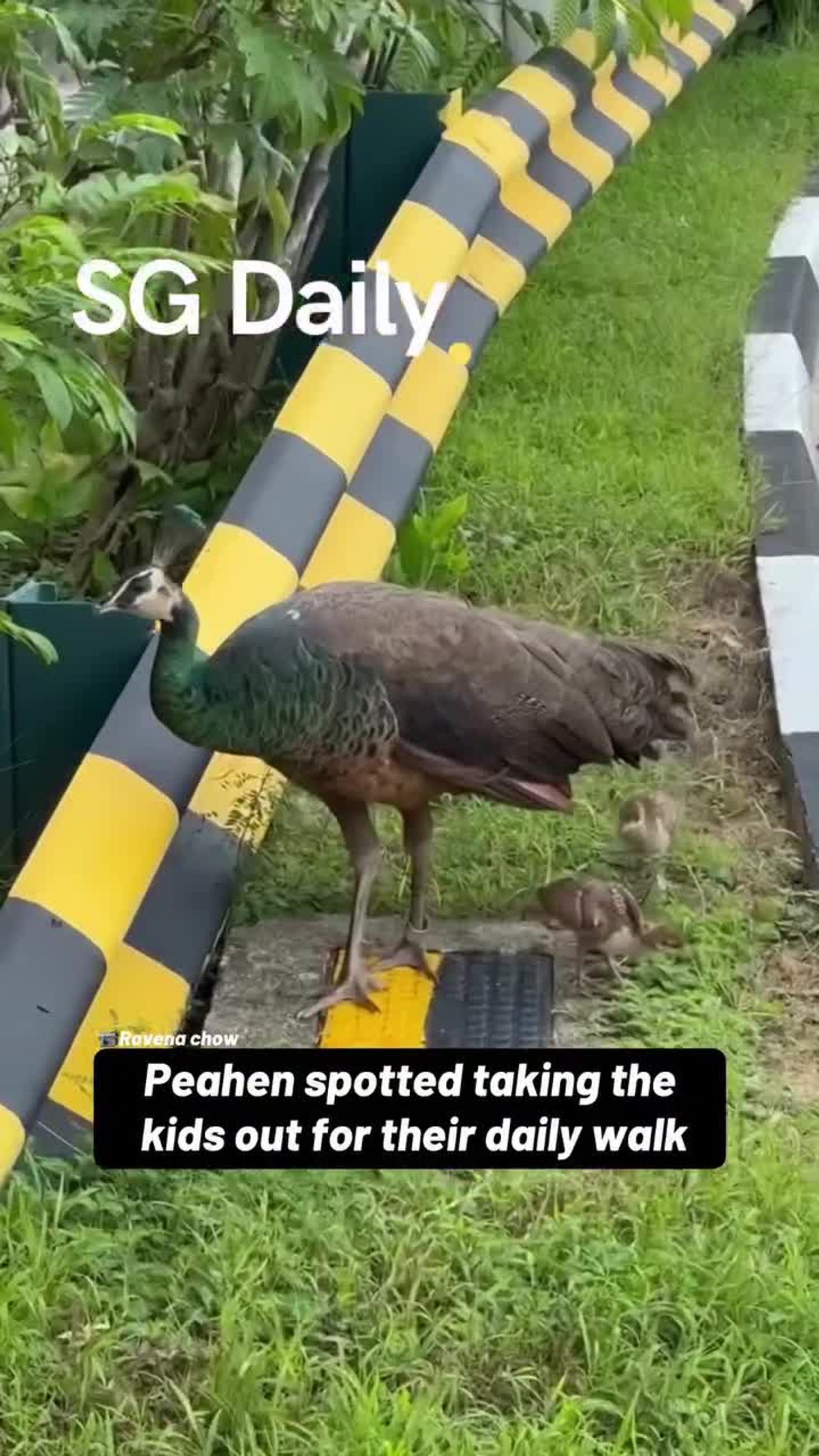Peahen spotted taking the kids out for their daily walk