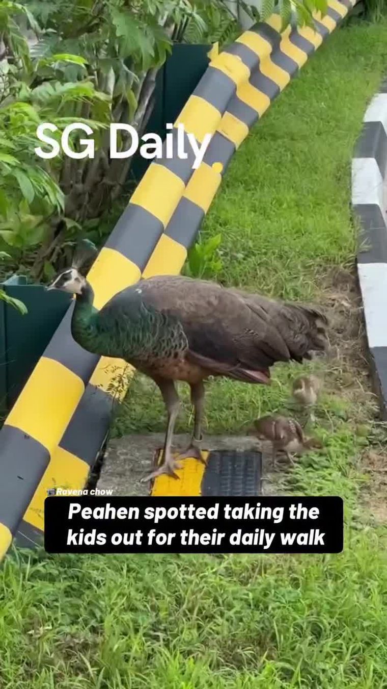 Peahen spotted taking the kids out for their daily walk
