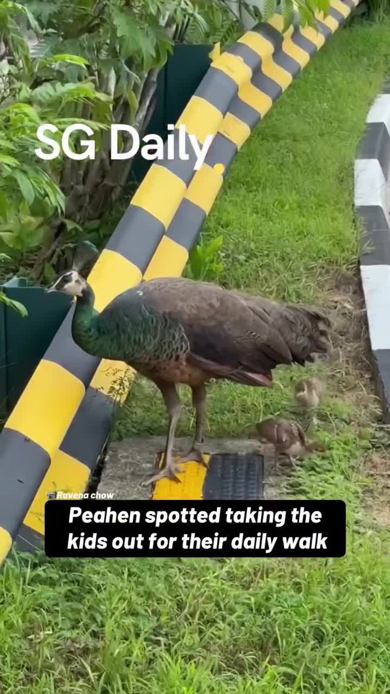 Peahen spotted taking the kids out for their daily walk