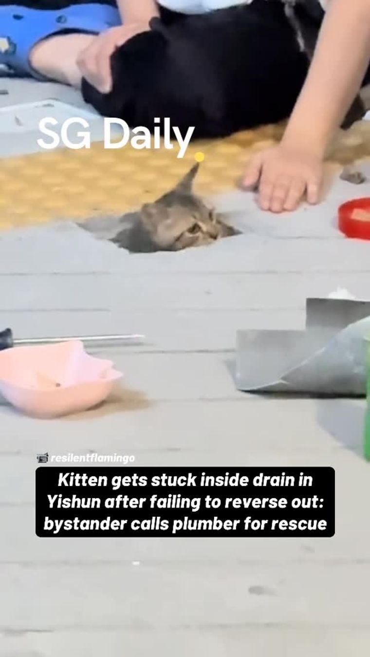Kitten gets stuck inside drain in Yishun after failing to reverse out: bystander calls plumber for rescue