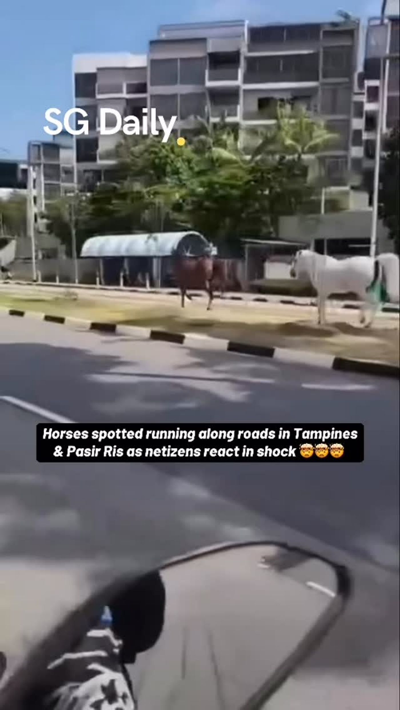 Horses spotted running along roads in Tampines and Pasir Ris