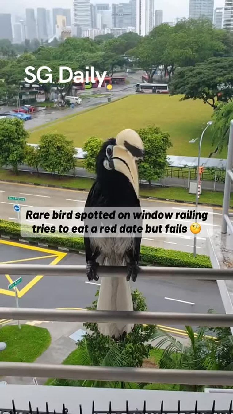 Hornbill struggles to take a red date from a window railing