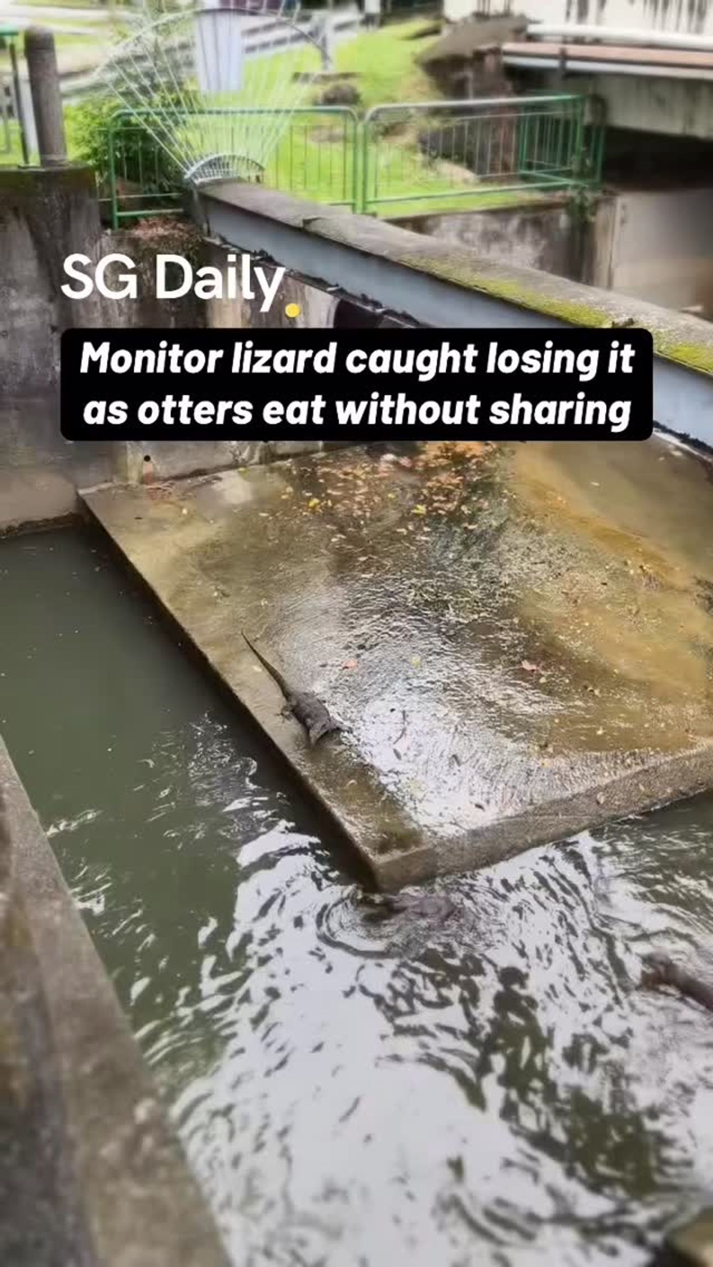 Monitor lizard caught losing it as otters eat without sharing