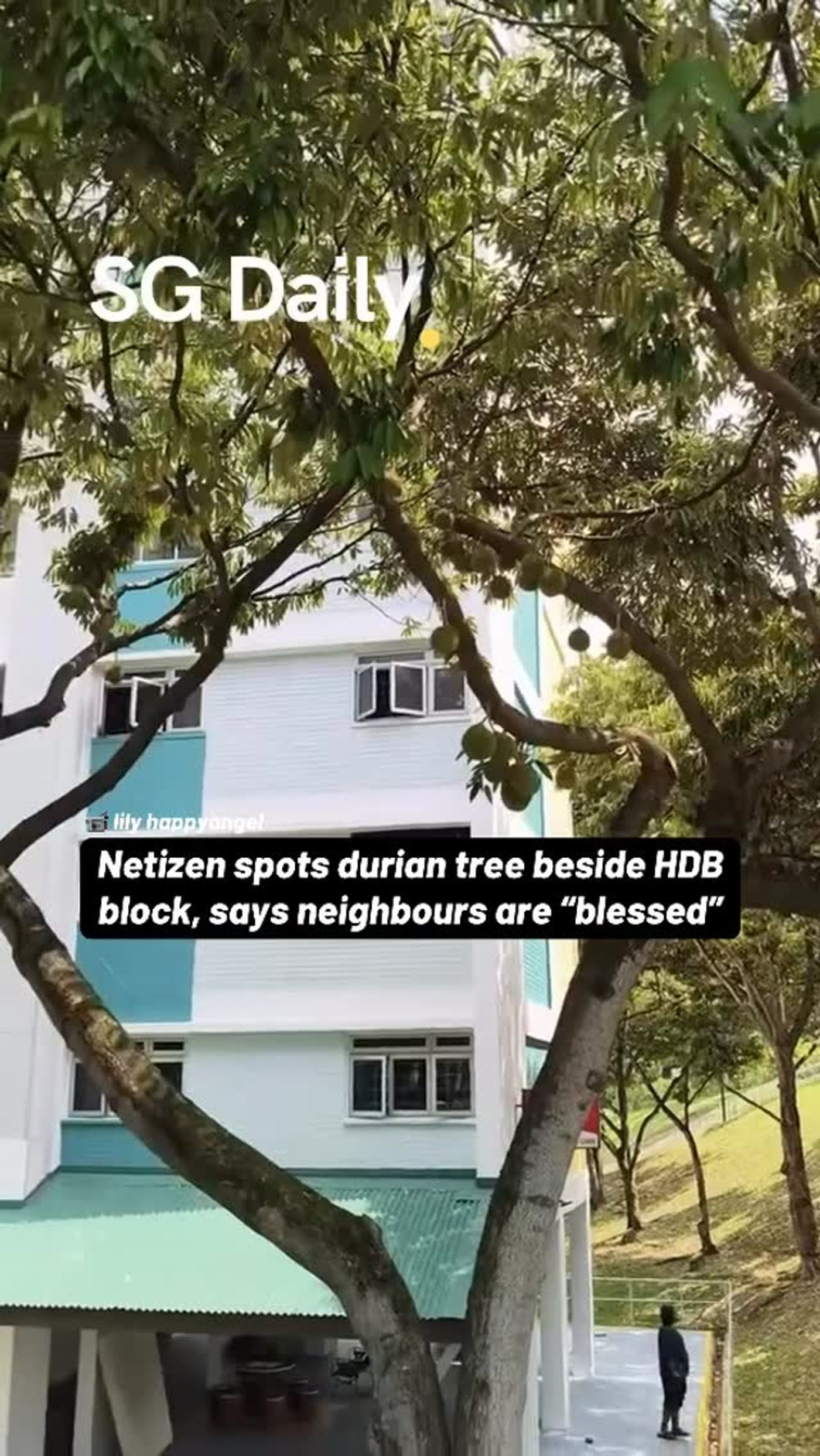 Durian tree beside HDB block has neighbours feeling "blessed"