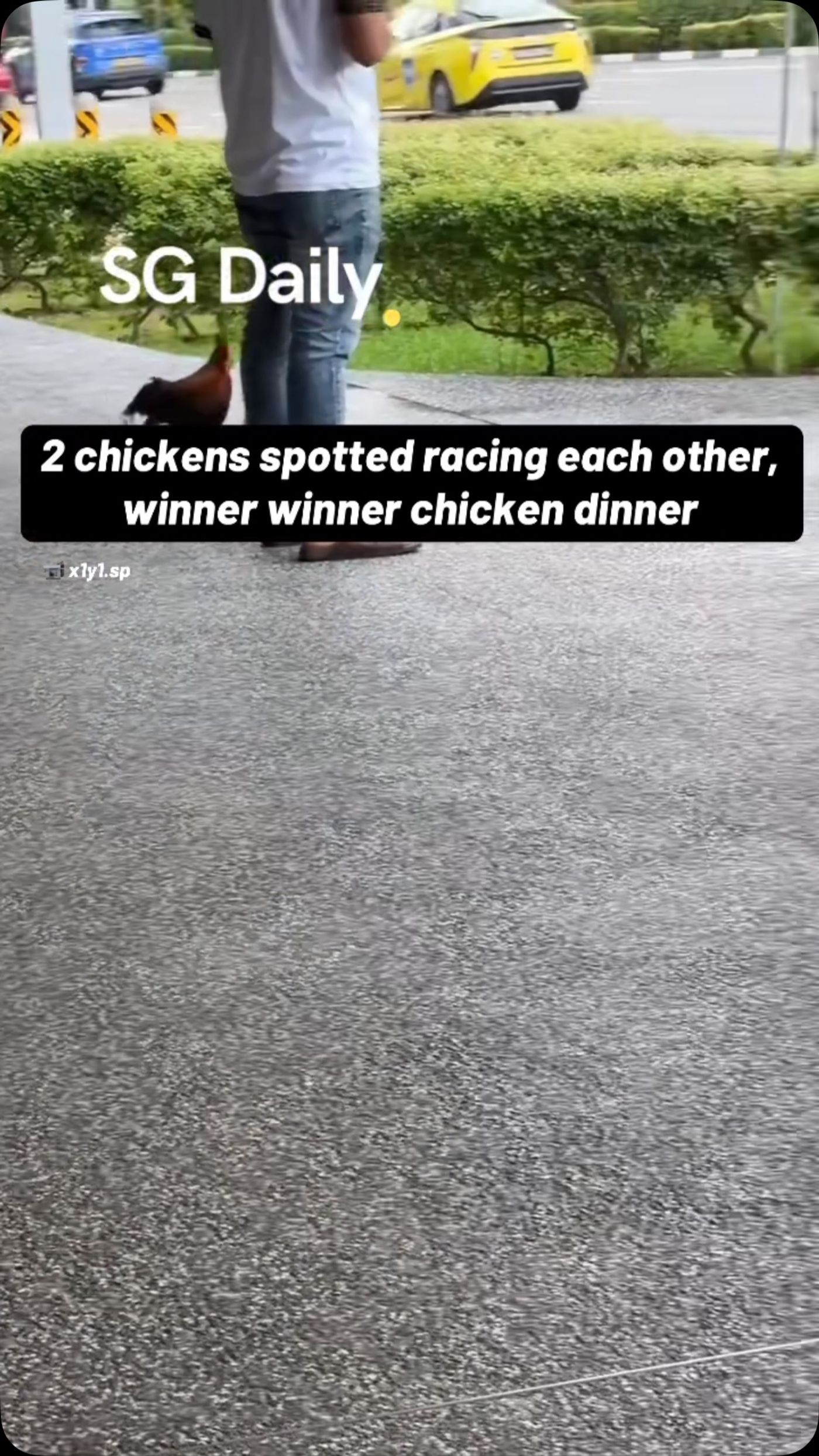 2 chickens spotted racing each other, winner winner chicken dinner