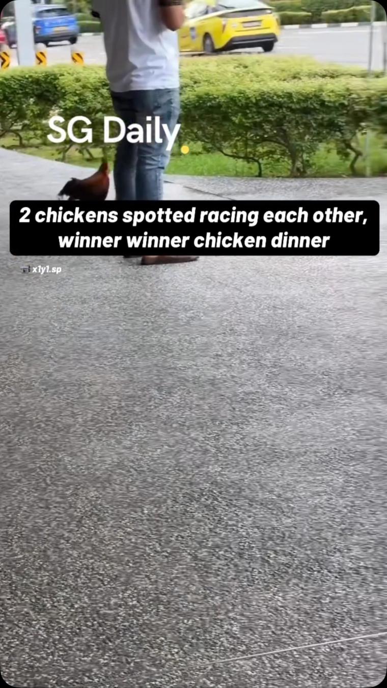 2 chickens spotted racing each other, winner winner chicken dinner