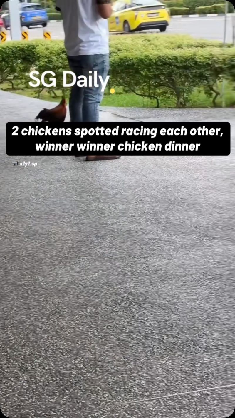2 chickens spotted racing each other, winner winner chicken dinner