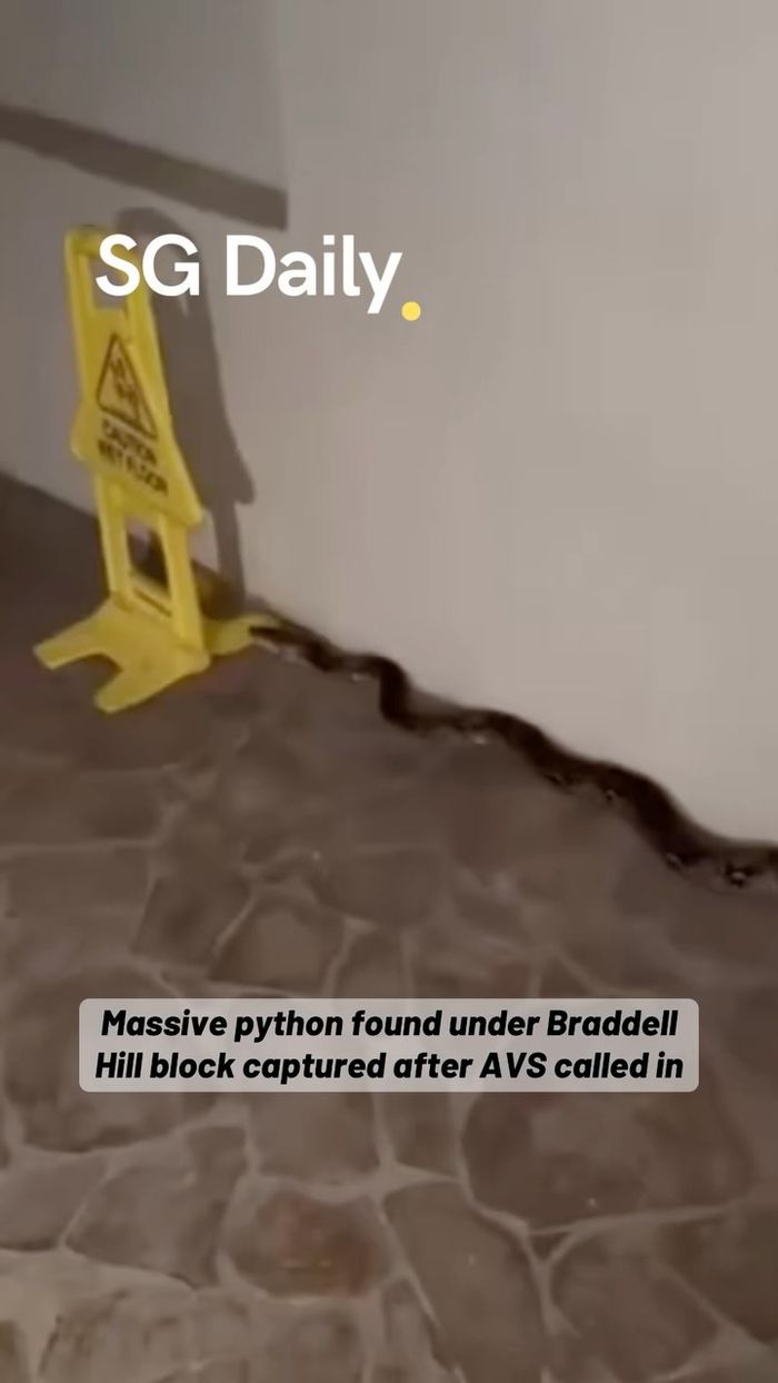 Massive python found under Braddell Hill block, captured after AVS called in