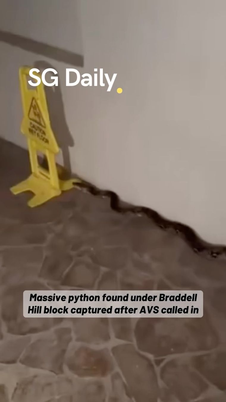 Massive python found under Braddell Hill block, captured after AVS called in