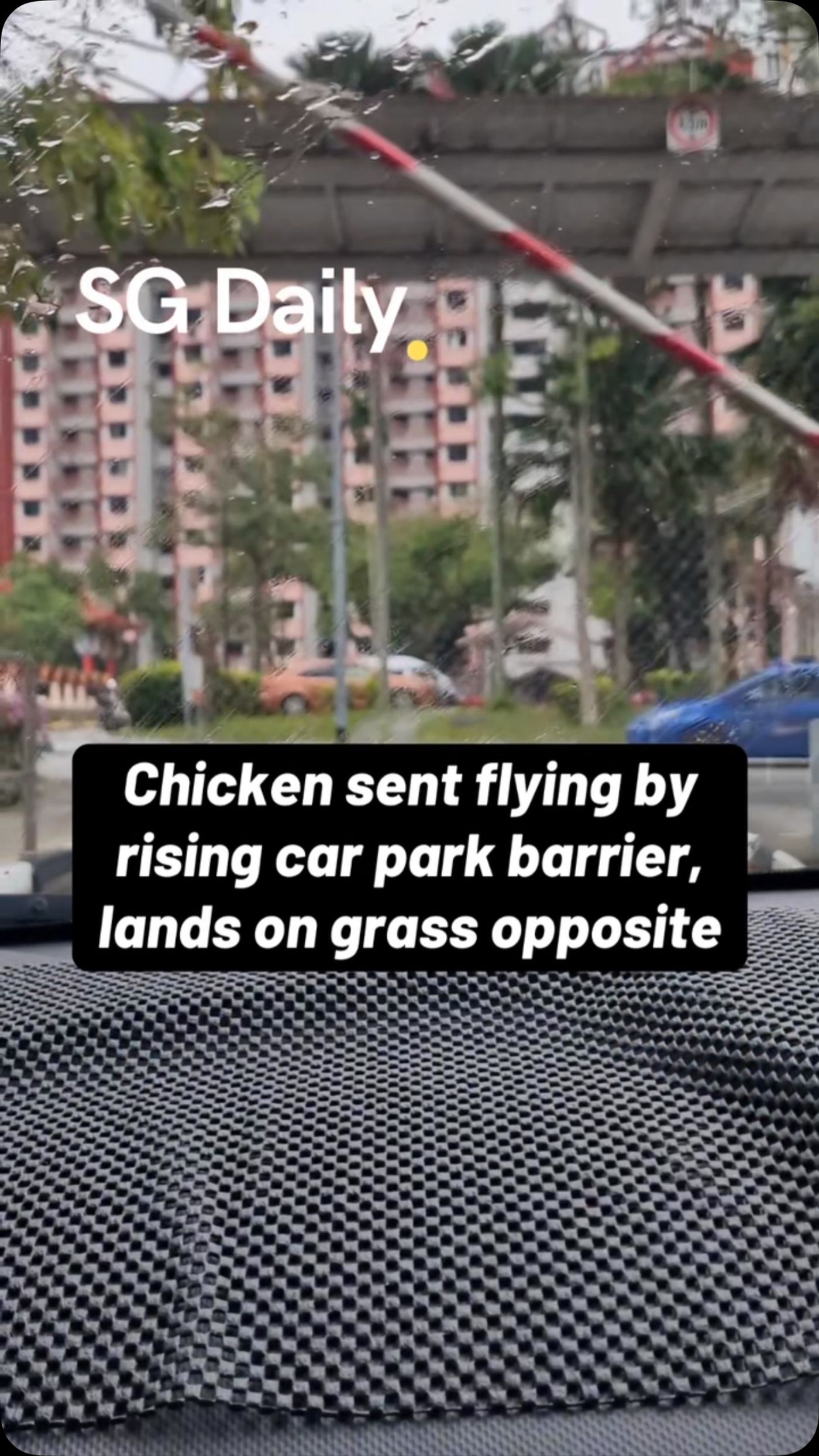 Chicken sent flying by rising car park barrier, lands on grass opposite