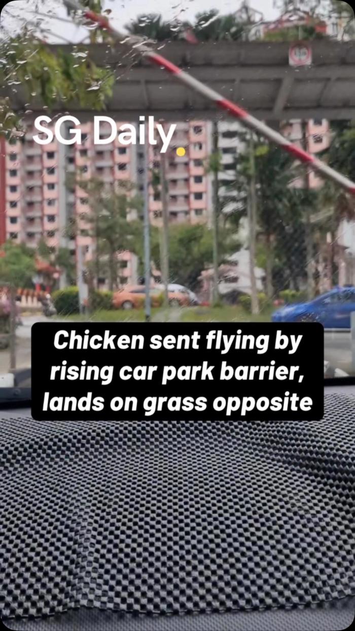 Chicken sent flying by rising car park barrier, lands on grass opposite