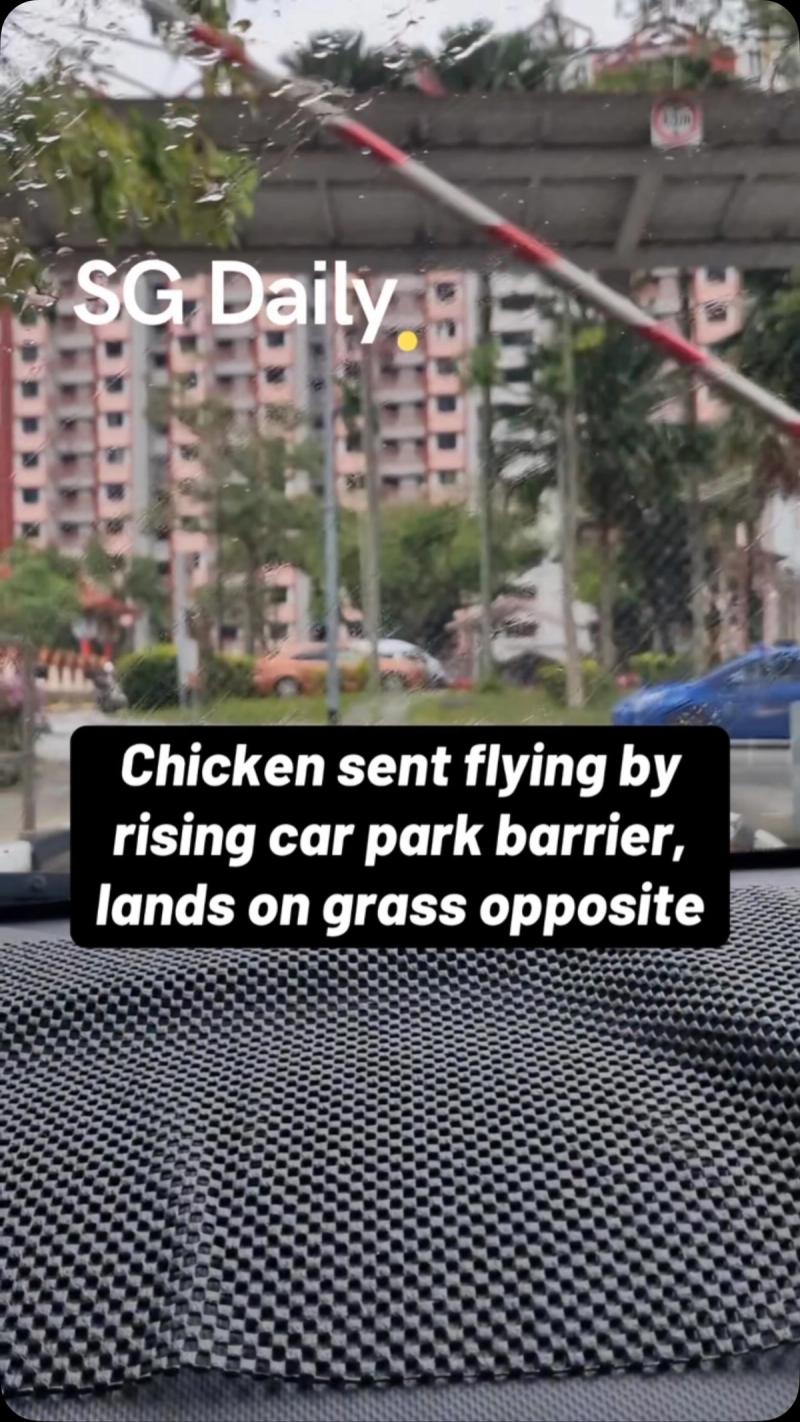 Chicken sent flying by rising car park barrier, lands on grass opposite