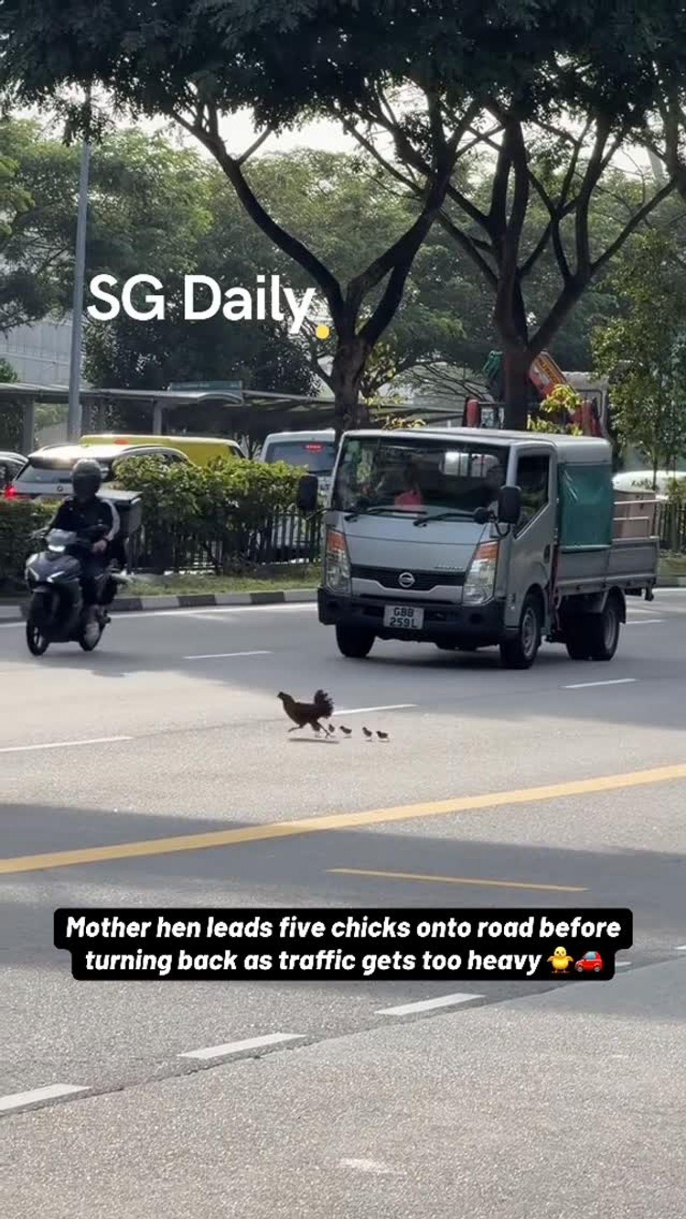 Mother hen leads five chicks onto road before turning back as traffic gets too heavy