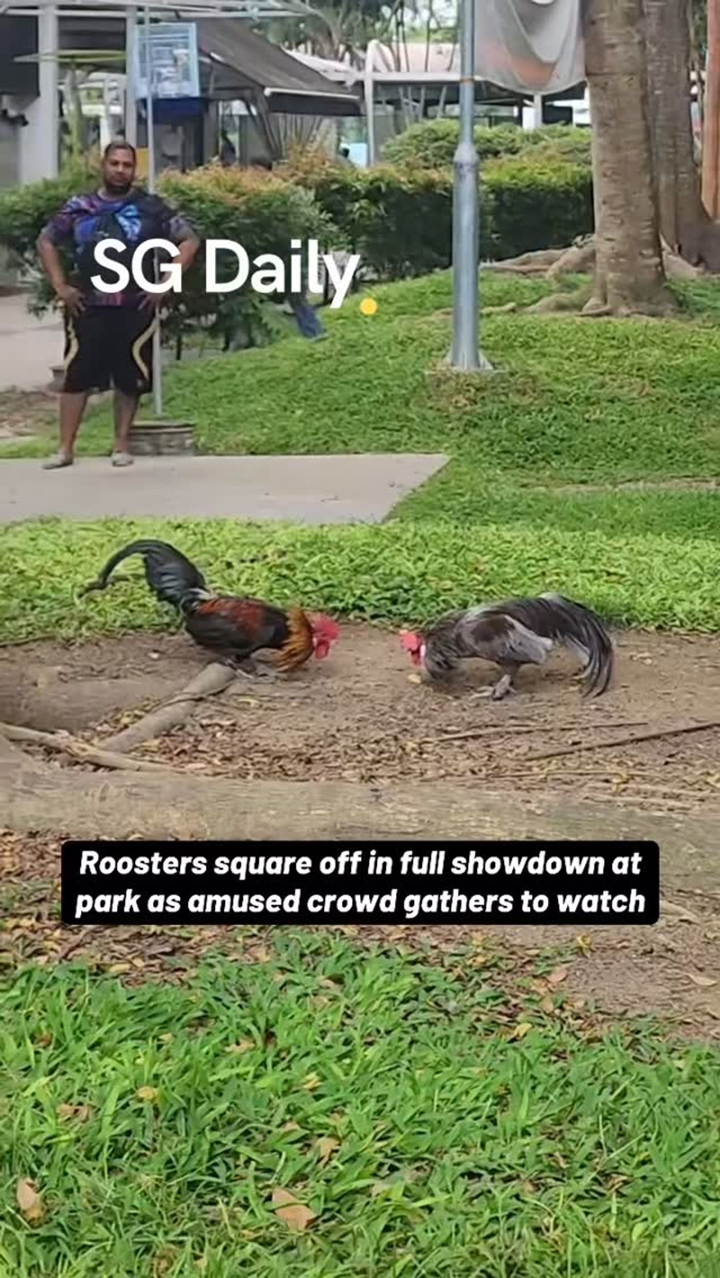 Roosters square off at park as crowd gathers to watch